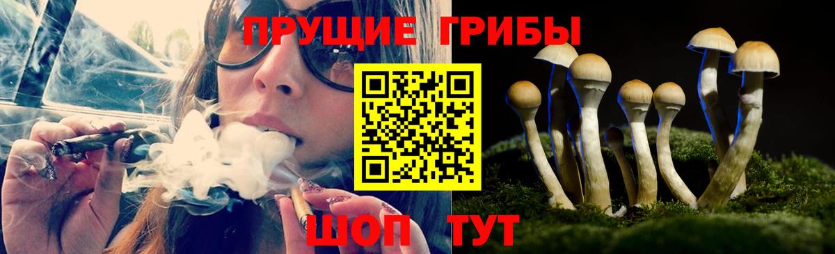 Псилоцибиновые грибы Psilocybine cubensis Нововоронеж